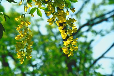 Low angle view of yellow leaves on branch