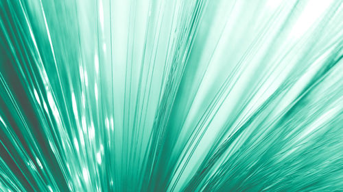 Full frame shot of palm leaf