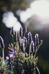 Close-up of lavender flowers