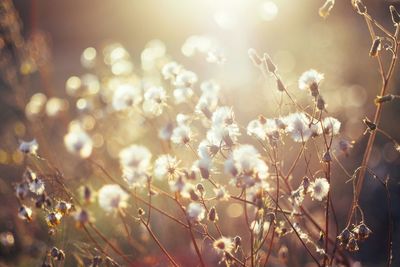 Cotton plants