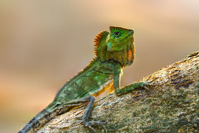 Close-up of lizard on rock