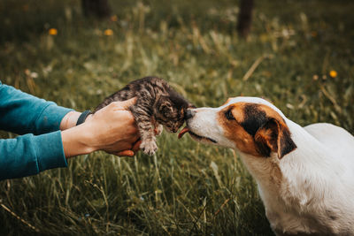 Close-up of hand holding dog on field