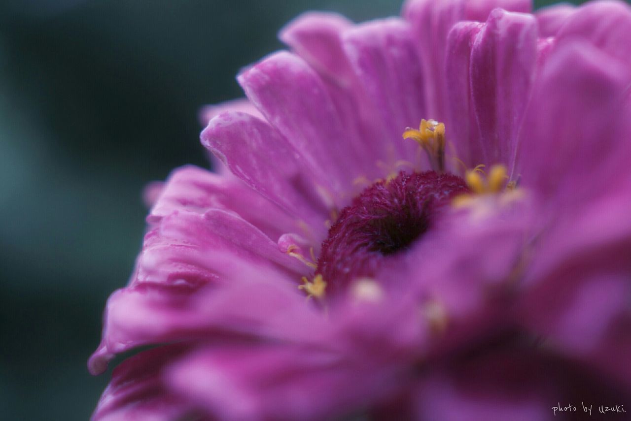 CLOSE-UP OF PINK FLOWERS BLOOMING