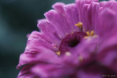 Close-up of pink flowers