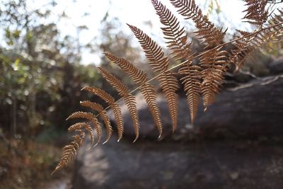Low angle view of fern against trees in forest