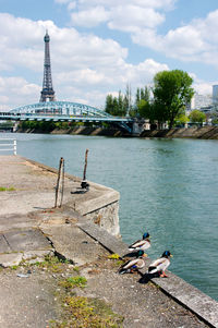 Birds in water against sky