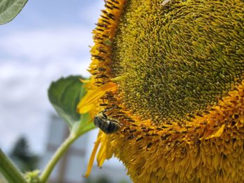 Close-up of bee pollinating on sunflower