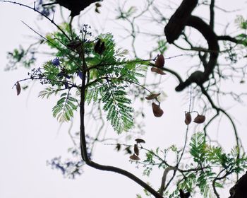 Low angle view of tree against sky