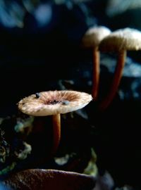 Close-up of mushroom growing outdoors