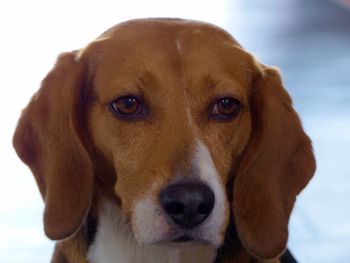 Close-up portrait of dog