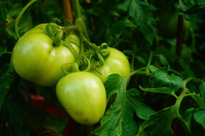 Close-up of fruit growing on plant