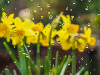 Close-up of wet glass window during rainy season