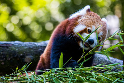 Red panda eating bamboo