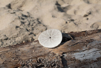 High angle view of tree stump
