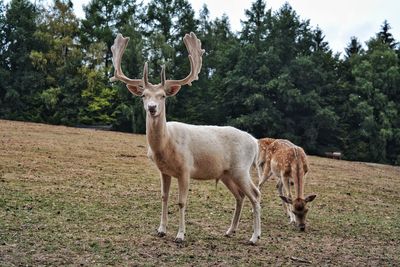 Two deer grazing on field