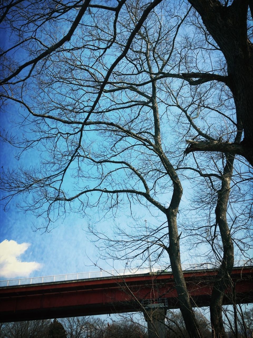 tree, bare tree, sky, branch, low angle view, nature, blue, tranquility, cloud - sky, day, beauty in nature, cloud, no people, outdoors, scenics, railing, built structure, tranquil scene, clear sky, growth