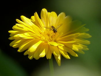 Close-up of insect on yellow flower