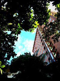 Low angle view of trees against sky