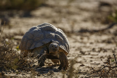 Close-up of turtle