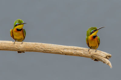 Bird perching on a branch