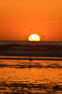 Seagull on sea shore against orange sky