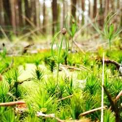 Close-up of plant in forest