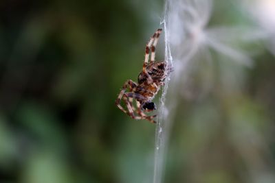 Close-up of spider on web