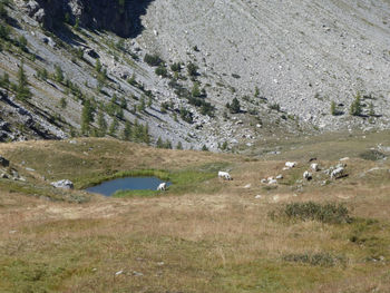 Scenic alpine landscape with cows beside water hole near colle del preit