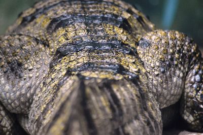 Close-up of crocodile