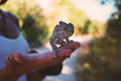 Close-up of hand holding lizard