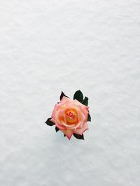 Close-up of rose against white background