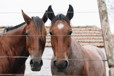 Close-up of two horses in ranch