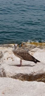 Bird perching on rock by sea