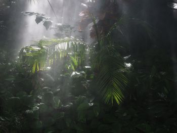 Close-up of palm trees and plants in water