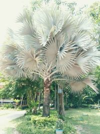 Close-up of flower tree