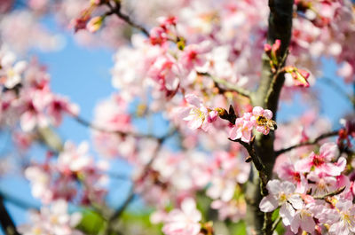 Close-up of pink cherry blossom tree