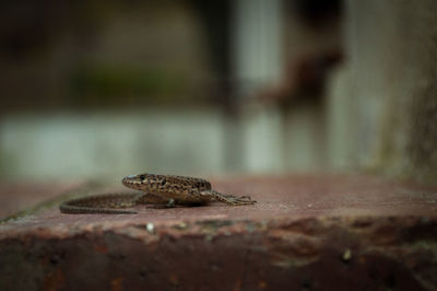 Close-up of lizard