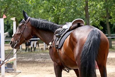 View of two horses on land