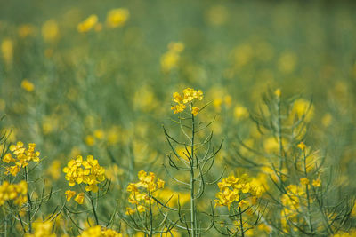 Close-up of fresh yellow flowers in field