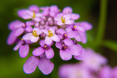 Close-up of purple flowering plant