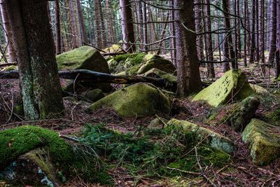 Moss growing on tree in forest