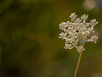 Close-up of white flowering plant