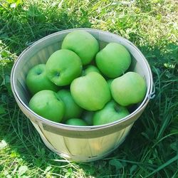 Close up of food in garden