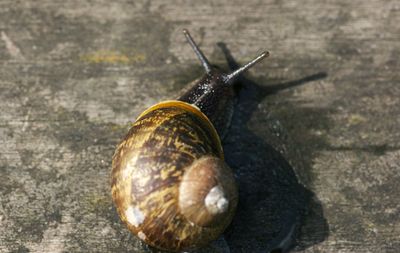 Close-up of snail