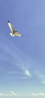 Low angle view of bird flying against sky