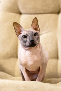 Elegant sphinx cat of cream solid is sitting on soft sofa at home.