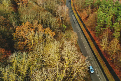 High angle view of road amidst trees in forest