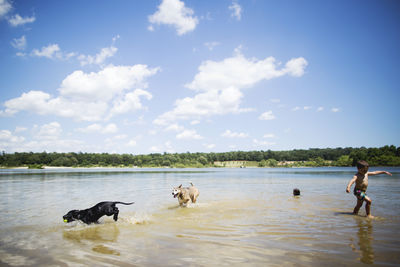 Dogs on lake against sky