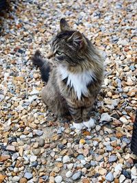 High angle view of cat on ground