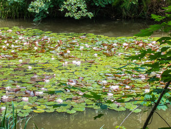 Water lilies in lake